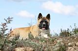 AKITA AMERICAIN 287